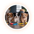 Dog Training Sessions